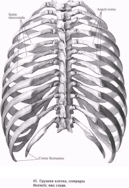 Костите на гръдния кош - лекар енциклопедия