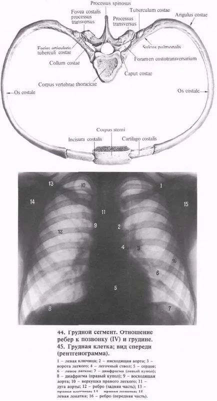 Костите на гръдния кош - лекар енциклопедия