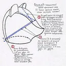 закрепване на очите - плюшени мечета Наталия Shepel