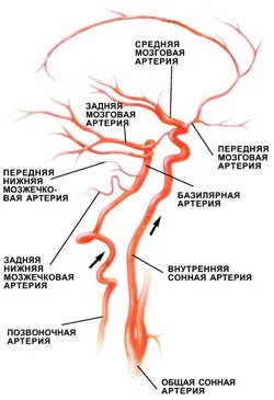 vér-agy