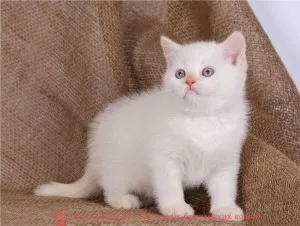 Culorile Red Point de pisici fotografie britanic, standard de rasa