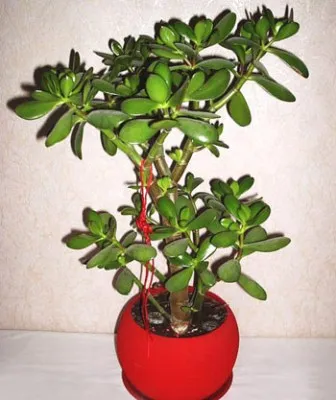 Crassula - otthoni gondozás