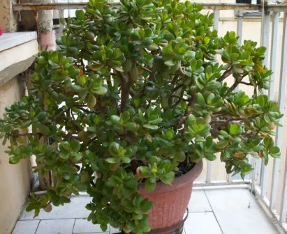 Crassula - otthoni gondozás