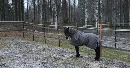 Clinica veterinara de ore, Proffit veterinar în Nijni Novgorod