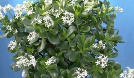 Crassula - otthoni gondozás