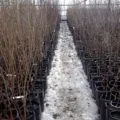 Laurel - plantare, de reproducere, cultivare și întreținere