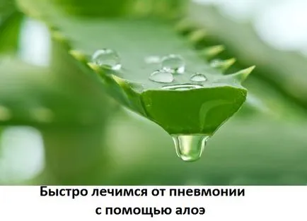 Лечение на пневмония алое, мед рецепти, мястото на лекарите лечения Neumyvakina, Болотов,