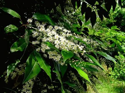 Laurel - plantare, de reproducere, cultivare și întreținere