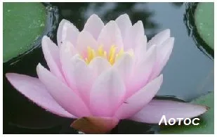 Floare de lotus, în parfumuri arabe magice
