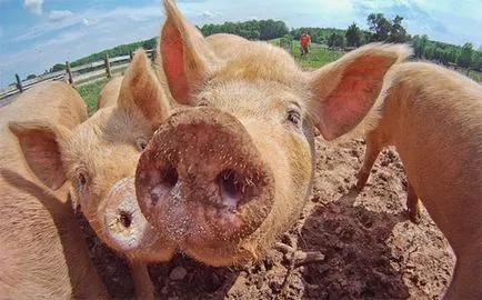 Лятна паша свине - неговата собствена ферма