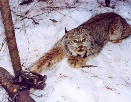 Capcane pe animale, cu propriile lor mâini