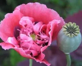 Hipnotic sau mac (Papaver somniferum l