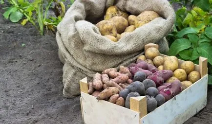 Най-добрите сортове картофи за съхранение зимата