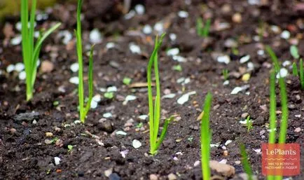 Welsh лук (Allium fistulosum)