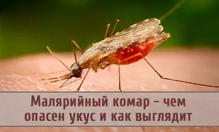 Anopheles комари - опасното ухапването и изглежда като