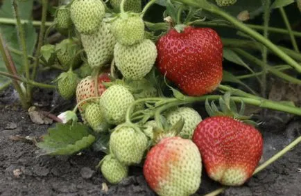 Cele mai bune soiuri de căpșuni pentru descriere suburbii, fotografii și caracteristici de cultivare