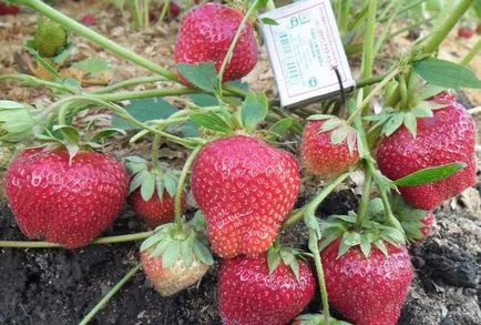 A legjobb eper fajták külvárosokban leírás, fényképek és jellemzői a termesztés