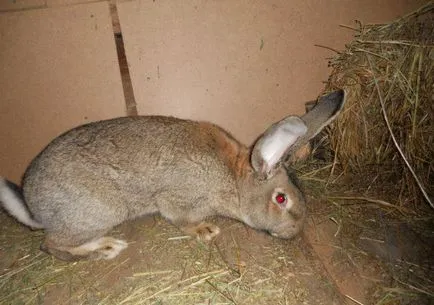 Fajtagyőztes nyulak tenyésztésre Hús