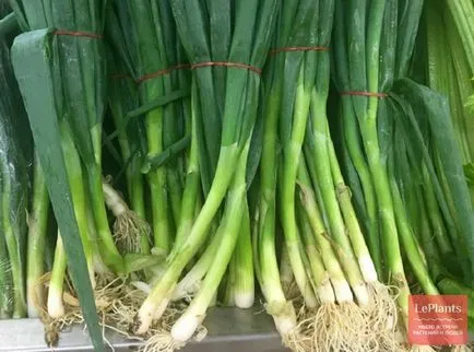 Welsh лук (Allium fistulosum)