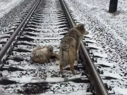 Az emberek látták a két kutya a pálya