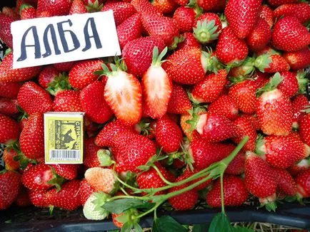Cele mai bune soiuri de căpșuni pentru suburbii, casă frumoasă și grădină