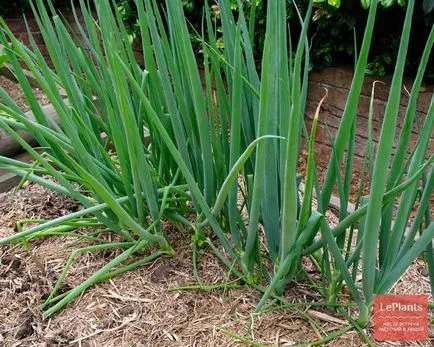 ceapa Welsh (fistulosum Allium)