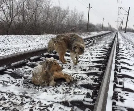 Az emberek látták a két kutya a pálya