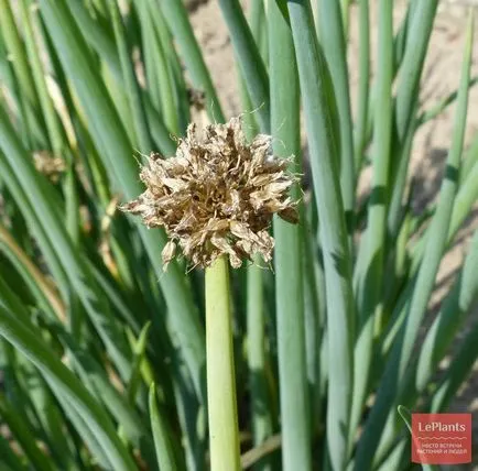 ceapa Welsh (fistulosum Allium)