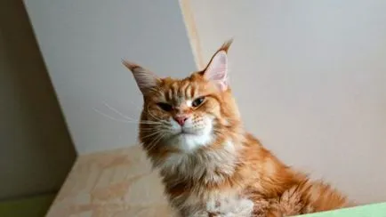 Megapozitivnaya история за опитомяване на котка и неговите собственици, или как да се отбие котка падане - любимо
