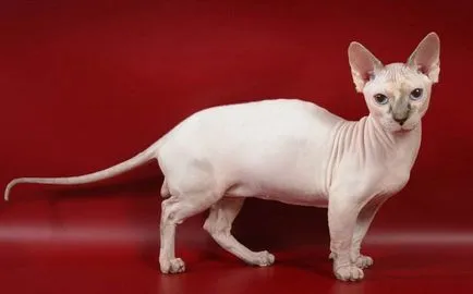 Minskin macska fotó, ár, fajta leírás, karakter, videó, óvodák - murkote körülbelül macskák és macskák