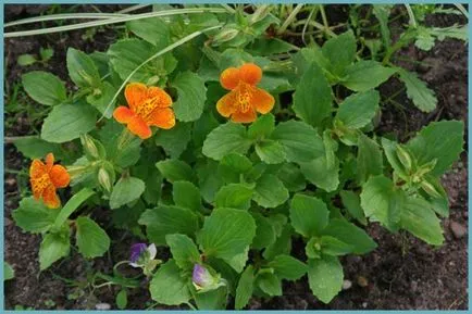 Mimulyus (Mimulus)