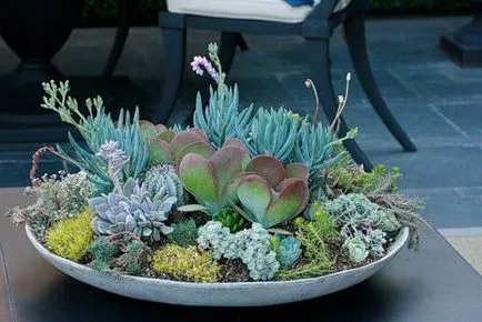 Mini kert egy bankot saját kezűleg - a készítmény kaktuszok és pozsgások - az életem