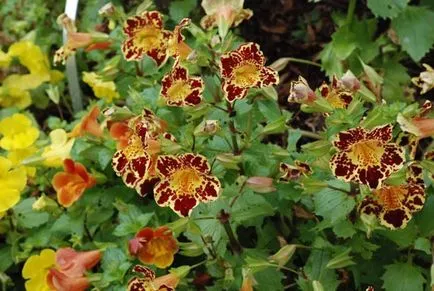 Mimulyus (Mimulus)