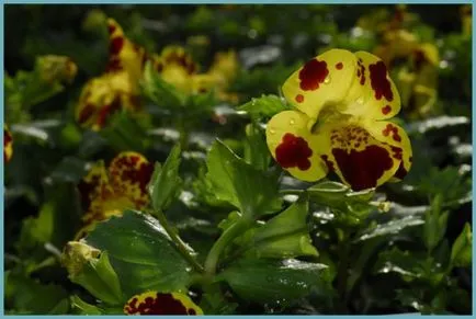 Mimulyus (Mimulus)