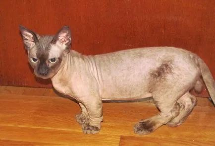Minskin macska fotó, ár, fajta leírás, karakter, videó, óvodák - murkote körülbelül macskák és macskák