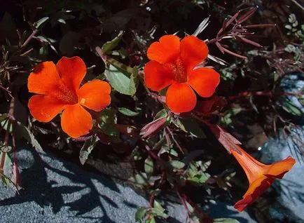 Mimulyus (Mimulus)