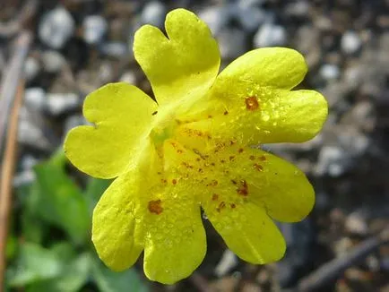 Mimulyus (Mimulus)