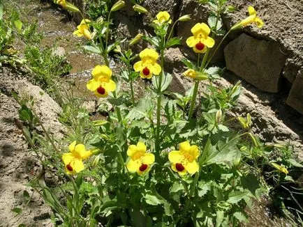 Mimulyus (Mimulus)