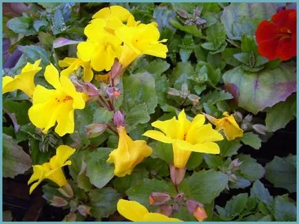 Mimulyus (Mimulus)