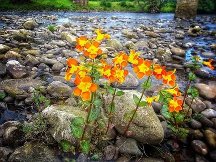 Mimulyus (Mimulus)