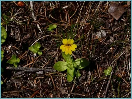 Mimulyus (Mimulus)