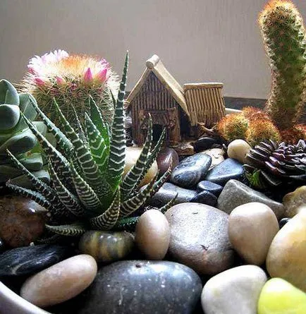 Mini kert egy bankot saját kezűleg - a készítmény kaktuszok és pozsgások - az életem