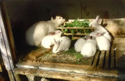 Млечна киселина за зайци искали да се получи и какво е