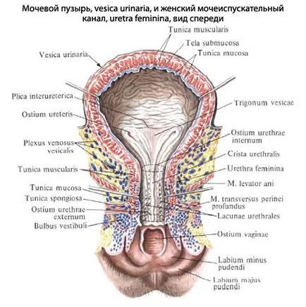 Az emberi húgyhólyag anatómiája húgyhólyag, szerkezet, funkció, képek, EUROLAB