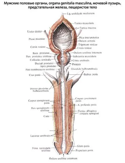 Anatomia omului vezicii urinare vezicii urinare, structura, functiile, imagini, EUROLAB