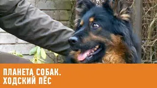 Chodsko dog (cseh Shepherd) fotó