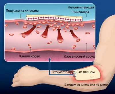 Chitosan - tulajdonságokat és alkalmazás, adagolás, reagáló