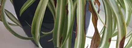 Chlorophytum ellátás és a reprodukció az otthoni