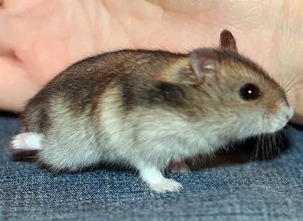 Hamster eltörte a lábát, és megdagadt - sín