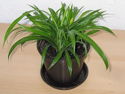 Chlorophytum ellátás és a reprodukció az otthoni